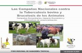 Las Campañas Nacionales contra la Tuberculosis bovina y ...as-Zo · la Tuberculosis bovina y Brucelosis