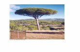 Hoyo de Pinares (Ávila) - … · ejecución del Subproyecto de investigación CPE03-001-C5-1 y 2 de Título “Modelos de aptitud ecológica para las masas de Pinus pinea L. en la