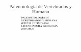 Paleontología de Vertebrados y Humana - … PAVYH licenciatu… · 1-dic 11 Los primates Anatomia comparada y biomecánica mandíbula grandes ... En la mayoría de los animales,