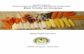 Estudio sobre la Biodiversidad, Erosión y …rapaluruguay.org/organicos/Biodiversidad_erosion_contaminacion_maiz... · de trigo solo, y en el peso ... cuando hay escasez de trigo