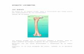 mssk19.files.wordpress.com€¦ · Web viewAPARATO LOCOMOTOR. LOS . HUESOS. El hueso es un órgano firme, duro y resistente que forma parte del endoesqueleto de los vertebrados. Partes