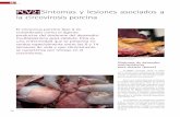 PCV2: Síntomas y lesiones asociados a la circovirosis …axonveterinaria.net/web_axoncomunicacion/criaysalud/19/cys_19... · y colon con edema de submucosa y nefritis intersticial