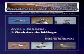 l. Gaviotas de Málaga - SEOMALAGA.ORG · De entre los diferentes grupos de aves marinas que se presentan en nuestra costa, las gaviotas son el grupo más variado y ...