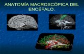 ANATOMÍA MACROSCÓPICA DEL ENCÉFALO. · anatomÍa del cerebro y de la mÉdula espinal author: cesar rosenberg gonzalez created date: 1/10/2014 3:22:39 pm ...