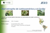 Red Jatropha de Latinoamérica y el Caribelegacy.iica.int/Esp/Documents/Nota_17012012_intercambio_esp.pdf · Detalle de las informaciones técnicas ... capacidades, tecnológica,