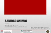 SANIDAD ANIMAL - fcvinta.files.wordpress.com · SANIDAD ANIMAL CABRAS SITUACIÓN ACTUAL DIAGNÓSTICO PARASITOLÓGICO M.V Teresita RIGONATTO (FCV) Cátedra de Enfermedades Parasitarias