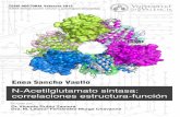 N-ACETILGLUTAMATO SINTASA - digital.csic.esdigital.csic.es/bitstream/10261/74367/1/Tesis E Sancho-Vaello.pdf · Leonor Fernández-Murga Laboratorio de Enzimopatología Estructural