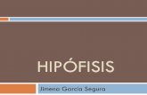 HIPÓFISIS - s4f1d769cf586f6c7.jimcontent.com · tallo hipofisario . DivisiónLa hipófisis se divide en dos partes bien diferenciadas: ... Enanismo y gigantismo. ...