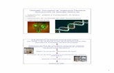 Unidad9. Principios de Ingeniería Genética Aplicaciones de ...depa.fquim.unam.mx/amyd/archivero/UNIDAD_9_2X_21957.pdf · Principios de Ingeniería Genética Aplicaciones de Biología