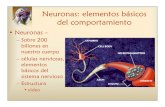 Neuronas elementos del comportamiento - …academic.uprm.edu/~morengo/NeuronasElementosDel... · • Sinapsis – Las neuronas se organizan en redes y sistemas. El contacto entre
