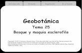 Geobotánica - Universidad de Murcia · Tendencia árida plantas que pierden la hoja en verano- ... de las hojas de los eucaliptos imparte una fisionomía ... Características Bosque