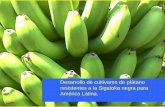 Desarrollo de cultivares de plátano resistentes a la ... · Sigatoka negra: creciente amenaza al cultivo de banano La Sigatoka negra, una enfermedad que ataca el banano y plátano