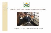 DIRECCION NACIONAL DE SALUD ANIMAL - … · yIdentificación de bovinos reactores ySolicitud a MINSA para asignación de ... faenado. yDivulgación de Resultados ySiguiente Tuberculinización