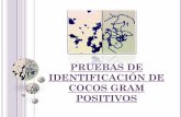 PRUEBAS DE IDENTIFICACIÓN DE COCOS GRAM POSITIVOS · pruebas de identificaciÓn de cocos gram positivos. antes de empezar a trabajar ...