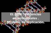 GENÉTICA MOLECULAR EL ADN : evidencias … · GENÉTICA MOLECULAR EL ADN : evidencias experimentales . Modelos de replicación. Experimentos para identificar la naturaleza del material