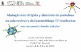 Laura Córdoba García Departamento de Estructura de ... · • Herramienta útil para la generación de fagos con proteínas recombinantes fácil aislamiento en cepas no supresoras