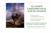 EL CHOPO CABECERO EN ELCABECERO EN EL SUR DE …xiloca.org/data/Publicaciones/liberica/chabier_jaime.pdf · ¾Tres formas en árboles podados 9Íntegro 9Tallar 9Trasmocho. Los árboles