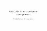 UNIDAD III. Anabolismo- cloroplastospeces.ens.uabc.mx/bcym/clases/pdf/III-a-cloroplastos.pdf · de O 2 y da como resultado CO 2 y H 2 O, es un proceso de oxidación. 2- La fermentación: