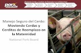 Manejo Seguro del Cerdo - secura.net · Manejo Seguro del Cerdo: Moviendo Cerdas y Cerditas de Reemplazo en la Maternidad National Pork Board. Ingresando al Cuarto de Maternidad Los
