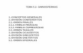 TEMA 5.2- GIMNOSPERMAS 1.-CONCEPTOS …umh1156.edu.umh.es/wp-content/uploads/sites/754/2013/02/Tema-5.2.… · TEMA 5.2- GIMNOSPERMAS 2.1.1.-FAMILIA PINACEAS (Cont.) ... Microsoft