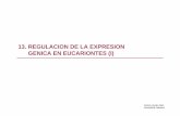 13. Regulacion de la Expresion Genica en eucariontes (I)diarium.usal.es/vgnunez/files/2012/11/13.-Regulacion-de-la... · Introducción. Control de la Expresión Génica en Eucariontes