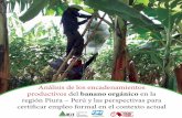 AAnálisis de los encadenamientos nálisis de los ... · La producción del banano orgánico se concentra en Piura, provincia de Sullana en el el valle del Chira, el cual tiene 35,000