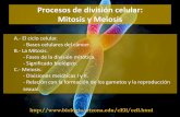 Procesos de división celular: Mitosis y Meiosisbiologiaygeologia.weebly.com/uploads/9/1/0/5/9105909/tema_11... · A.- El ciclo celular. - Bases celulares del cáncer. B.- La Mitosis.