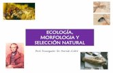 ECOLOGÍA, MORFOLOGIA Y SELECCIÓN NATURAL · es vital para la sobrevivencia de los pinzones granívoros y ... el desplazamiento de caracteres y la aparición de adaptaciones Anolis