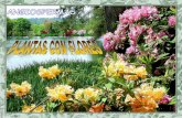 CARACTERÍSTICAS de las PLANTAS CON FLORES …iespoetaclaudio.centros.educa.jcyl.es/.../upload/angiospermas_1eso.pdf · CARACTERÍSTICAS de las PLANTAS CON FLORES (ANGIOSPERMAS) Hojas