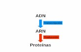2 Transcripci n y Traducci n parte 2 - fcnym.unlp.edu.ar · Procariotas: el ARNm tiene el mismo tamaño que el ADN codificante Eucariotas: el ARNm es notablemente menor que el gen.