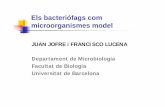 Els bacteriófags com microorganismes model · Departament de Microbiologia ... Detectar y enumerar virus en muestras de aguas y alimentos es difícil ... * Manejo de cultivos de
