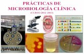 PRÁCTICAS DE MICROBIOLOGÍA CLÍNICA - …asignatura.us.es/mbclinica/docs/practicas/practicas-mbclinica... · Independientemente del número, la presencia de ciertos microorganismos,