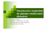 Recolección sostenible de plantas medicinales · Marcela Reyes Mercado DEMANDA. Boldo ... Primera poda Poda final Ó # # # # # 0 100 200 300 ... Sustentable múltiple 39.48 39.48