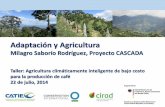 Adaptación y Agricultura - Fundecooperacionfundecooperacion.org/wp-content/uploads/2014/07/Proyecto-CASCADA.pdf · naturales o humanos en respuesta a ... y barreras vivas •Agricultura
