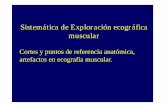 Sistemática de Exploración ecográfica muscularpoliclinicosanmiguel.com/wp-content/uploads/2014/05/SISTEMATICA... · Sistemática de Exploración ecográfica muscular Cortes y puntos