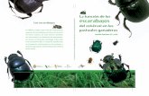 La función de los escarabajos Los escarabajos del La ... · tancia para el ser humano debido a las funciones que ... Sol (simbolizado por la boñiga o excremento de ganado vacuno)