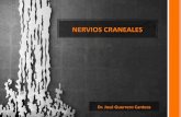 NERVIOS CRANEALES - .vii. nervio facial. origen y emergencia del nervio facial. nervio facial. rese‘a
