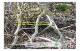 Ecosistemas de manglarunesco.org.uy/shs/fileadmin/ciencias naturales/mab... · 2007-04-19 · A diferencia de los bosques pluviales ... hacia el manglar trae graves alteraciones en