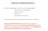 ANEXOS EMBRIONARIOS · 2018-05-16 · Anexos embrionarios presentes en todos los ... de placenta) Amnios (protección y evita desecación) ... (aumento de la pared uterina y aumento
