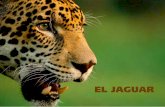 “El jaguar en México” - alianzajaguarmexico.mxalianzajaguarmexico.mx/downloads/Folleto_Jaguar_en_Mexico.pdf · Especie en peligro de extinción ... cano, desde los áridos matorrales