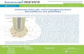 Interacción de microorganismos benéficos en plantasinnovakglobal.com/periodicos/edicion_55/images/mes/innovakNews55.… · así con un incremento de fosfato en el suelo disponible