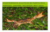 INVERTEBRADOS ACUÁTICOS DE PUERTO RICO: … · Se mueve como un gusano. Las hidras verdes contienen algas clorosintéticas (Chlorella vulgaris). ... Ya lo podemos encontrar establecido