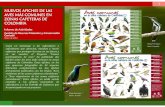 informe afiches especies comunes (6 - cenicafe.org · Informe de Actividades ... en sus veredas, el Proyecto “Censos participativos de aves” ha publicado dos afiches sobre las