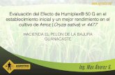 HACIENDA EL PELON DE LA BAJURA GUANACASTEagrotico.net/web/ServicioTecnico/Ensayos_Tecnicos/Arroz/Arroz... · beneficioso de Humiplex® 50 G en el cultivo de arroz, ... Método de