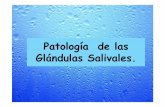 Patología de las Glándulas Salivales.ecaths1.s3.amazonaws.com/anatomiapatologicaodontount/749441914.… · • Atlas. AFIP. Sialometaplasia necrotizante ... enfermedades autoinmunes