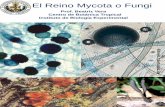 El Reino Mycota o Fungi - ciens.ucv.ve:8080 · El Reino Mycota o Fungi Prof. Beatriz Vera Centro de Botánica Tropical Instituto de Biología Experimental . REINO FUNGI PHYLUM: CHYTRIDIOMYCOTA
