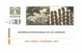 REPRODUCCIÓN SEXUAL DE LOS HONGOS - … · REINO Fungi - CLASIFICACIÓN Basidiomycota ASEXUALES Ascomycota ASEXUALES Deuteromycota ... LA REPRODUCCIÓN SEXUAL SE DA AL FINAL DEL
