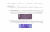 TPH4 - Facultad de Medicina - Universidad de Buenos … · Identificar los tipos de tejido cartilaginoso según su morfología y componentes de la matriz extracelular. Preparados