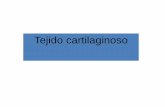 TEJIDO CARTILAGINOSO - ciencias biologicas y … · 3-Los tipos de tejido cartilaginoso son, DE DOS CARACTERISTICAS DE CADA UNO. 4- ¿Que son los condrocitos ? Title: TEJIDO CARTILAGINOSO