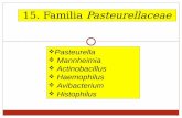 15. Familia Pasteurellaceae · Los miembros de esta familia se han agrupado y diversificado en base fundamentalmente al análisis de ácidos nucleicos. Desde el punto de vista ...